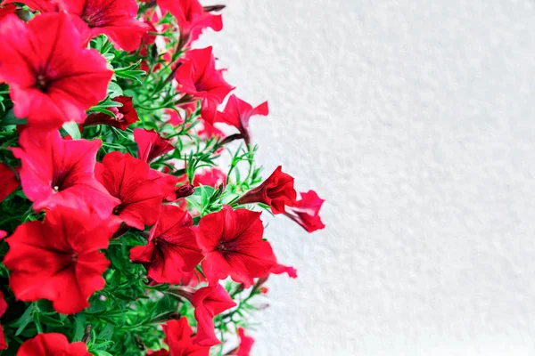Kopya alanı ile kırmızı Petunya çiçek — Stok fotoğraf
