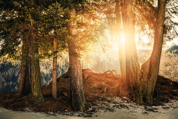 Rayos de sol que brillan a través de ramas de árboles en el bosque —  Fotos de Stock