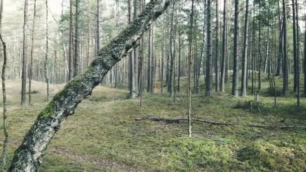 Voando Floresta Entre Árvores — Vídeo de Stock