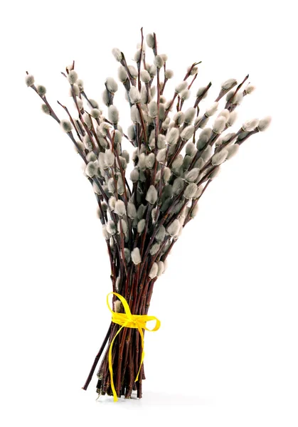 Pussy Weidenstrauß mit gelbem Band isoliert auf weißem Hintergrund — Stockfoto
