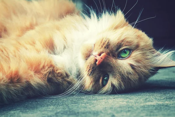 Relaxing fluffy ginger cat lay down on the ground — Stock Photo, Image