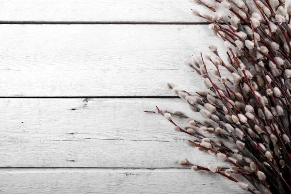 Pussy willow branches on white wooden plank background top view — Stock Photo, Image