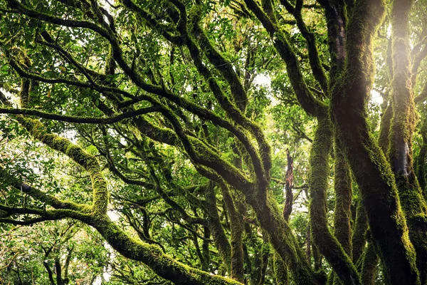 Drzewa pokryte mchem w lasach Anaga, Teneryfa — Zdjęcie stockowe
