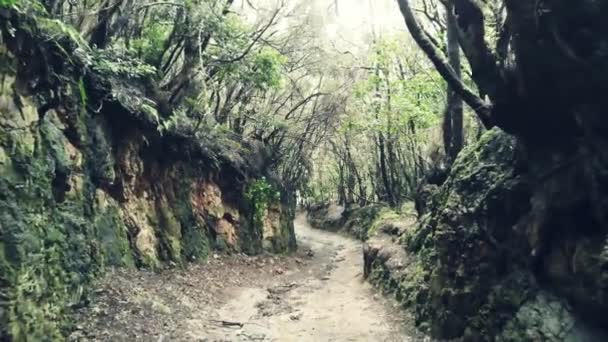 Bosque Laurel Anaga Tenerife — Vídeo de stock