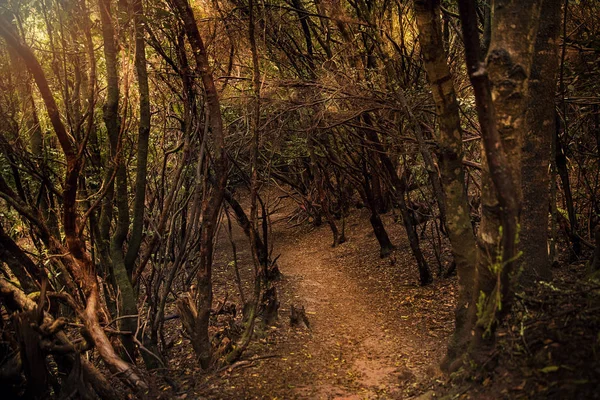 Floresta de louros de Anaga em Tenerife Espanha — Fotografia de Stock