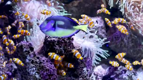 Clownfish Surgeonfish Vízben — Stock videók