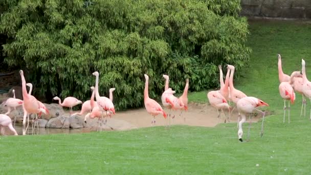 Pink Flamingo Park Pond — Stock Video