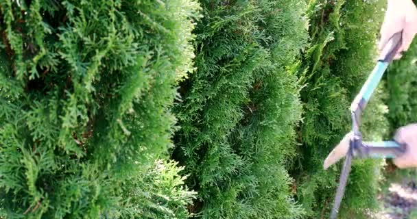 Stek Thuja Hedge Met Tuin Schaar — Stockvideo