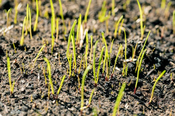 Frisches neues Gras wächst — Stockfoto