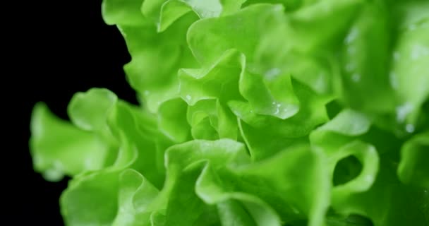Salat Auf Schwarzem Hintergrund Kugelstoßer — Stockvideo