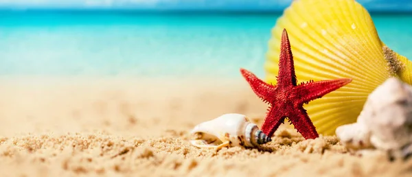 Trópusi nyári vakációk - kagylók és tengeri csillagok az egzotikus homokon, óceán a háttérben. másolás helye — Stock Fotó