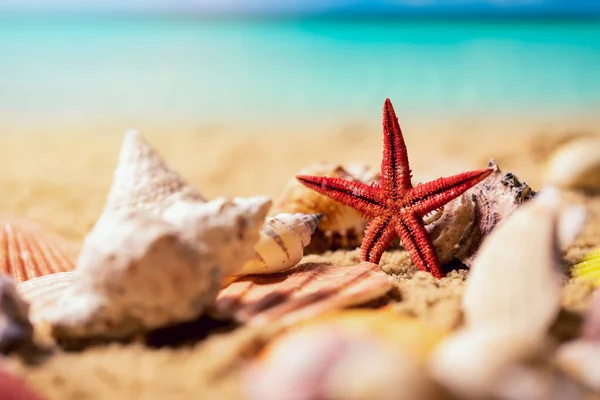 Τροπικά κοχύλια και αστερίες σε ηλιόλουστη εξωτική άμμο παραλία και τον ωκεανό στο παρασκήνιο — Φωτογραφία Αρχείου