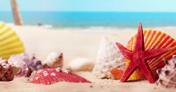 Plage Tropicale Exotique Avec Des Coquillages Colorés Dans Sable — Video