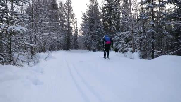 Esqui Cross Country Homem Com Esquis Pista Esqui Floresta Inverno — Vídeo de Stock