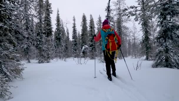スキーツアー 雪の冬の森のスキーを持つ女性 フィンランド — ストック動画