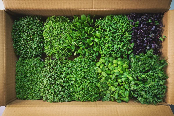 Aliments biologiques frais - microverts dans une boîte en carton. vue de dessus — Photo