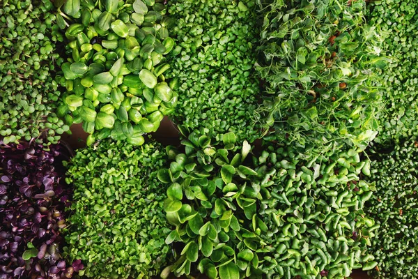 Смесь свежих микрозеленых контейнеров. вид сверху — стоковое фото
