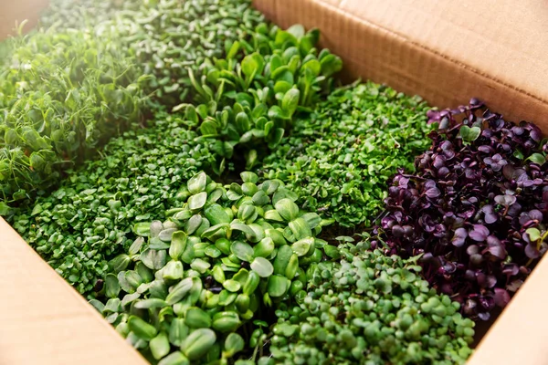 Variety of fresh organic microgreens in cardboard box — Stock Photo, Image