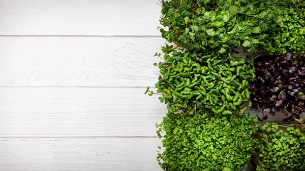 Microgreens on white plank background with copy space — Stock Photo, Image