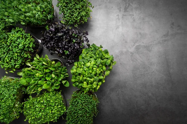 Mix of microgreens containers on black stone background with cop — Stock Photo, Image