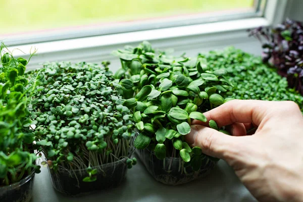 厨房花园-在窗台上生长的微型绿色植物 — 图库照片