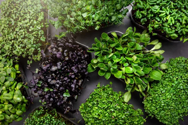 Mix of fresh microgreens containers. top view — Stock Photo, Image