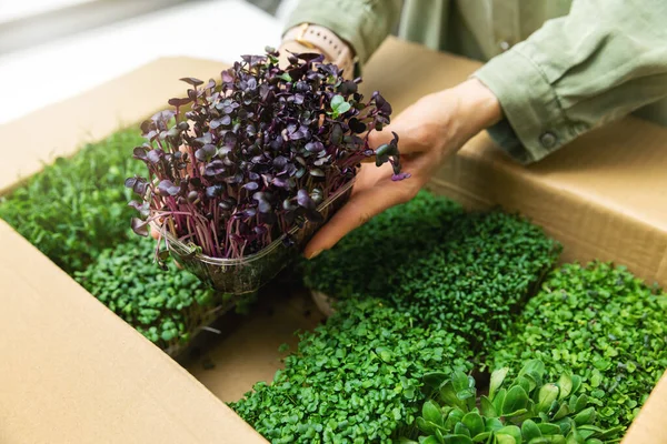 Aliments crus biologiques - femme sortir un récipient de microgreens de voiture — Photo