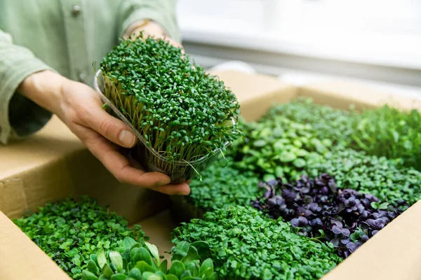 Aliments crus biologiques - femme sortir un récipient de microgreens de voiture — Photo