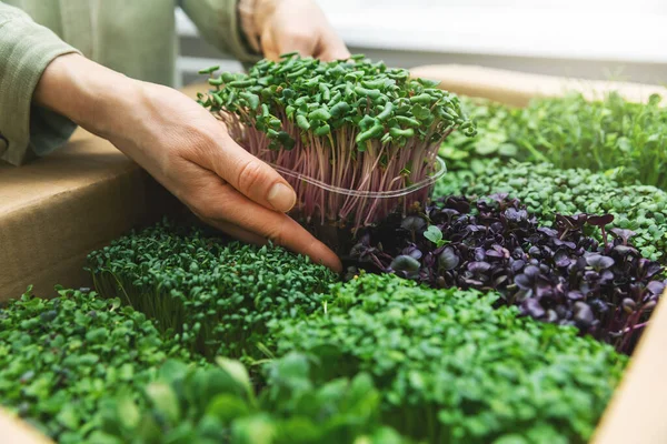 Ekologisk raw food - kvinnan tar en microgreens behållare ur bilen — Stockfoto