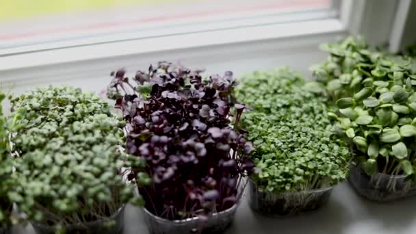 厨房花园 在窗台上生长的微型绿色植物 — 图库视频影像