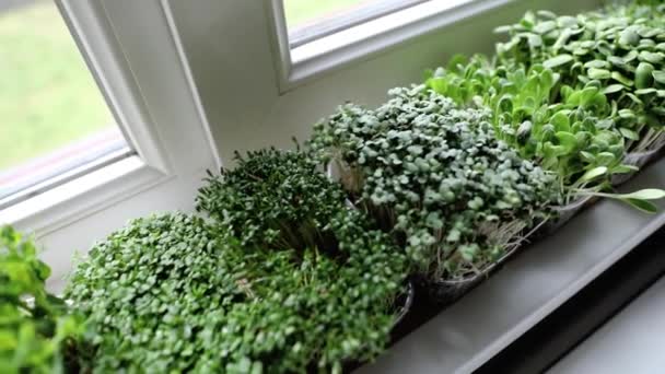 Jardim Cozinha Microgreens Crus Frescos Que Crescem Peitoril Janela Casa — Vídeo de Stock