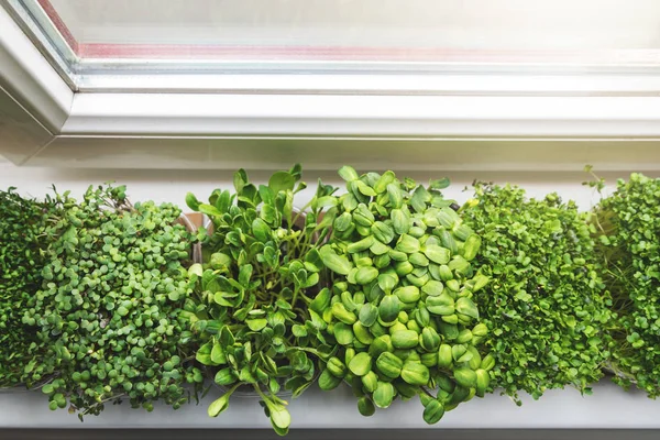 Kitchen garden - fresh raw microgreens growing on windowsill at — Stok fotoğraf
