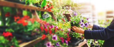 woman pick petunia flower pot from shelf at garden plant nursery