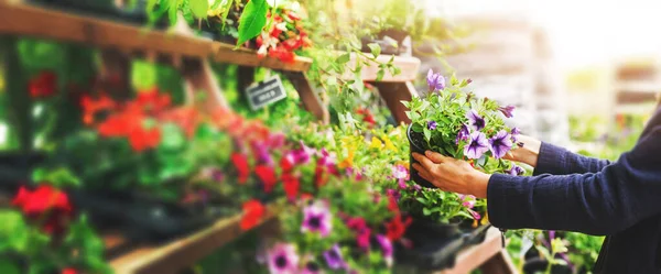 Woman pick petunia flower pot from shelf at garden plant nursery — Stok fotoğraf