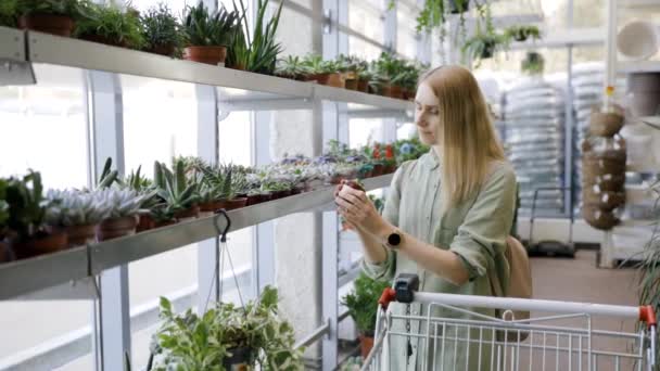 Woman Choosing Cactus Plants Shelf Put Shopping Cart Garden Center — Stock Video