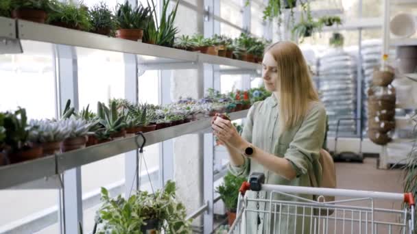 女人从货架上挑选仙人掌植物 然后放在花园中心的购物车里 — 图库视频影像