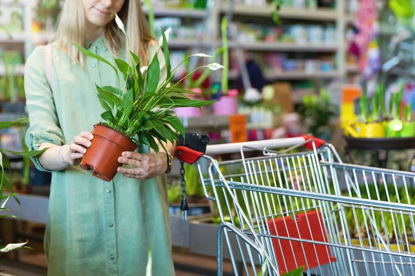 Frau Pflückt Spathiphyllum Topfblume Für Ihr Zuhause Indoor Pflanzenladen — Stockfoto