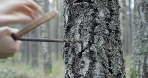 在桦树树干上钻孔以收集树液 — 图库视频影像