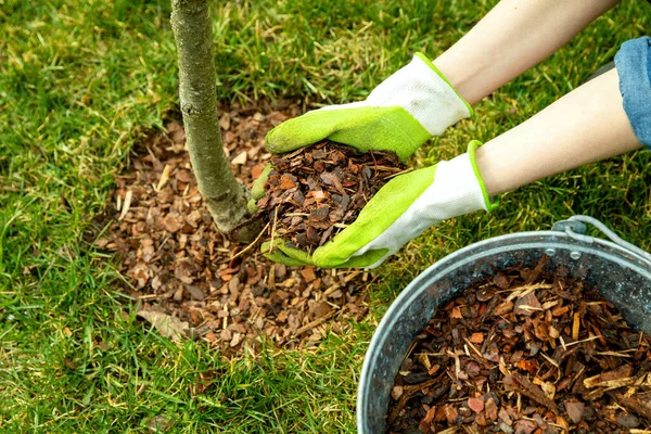 Pacciamatura Intorno Albero Con Pacciamatura Corteccia Pino — Foto Stock