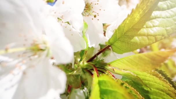 Körsbärsträd Blommar Solig Vårdag Närbild Docka Skott — Stockvideo