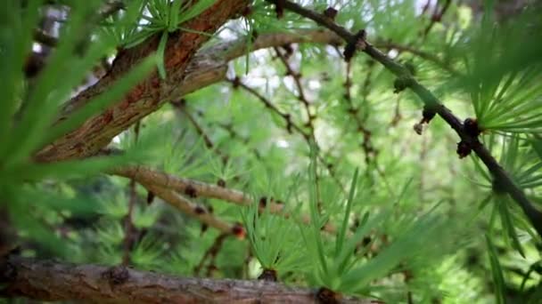 Deslizándose Través Las Ramas Del Árbol Alerce Japonés — Vídeo de stock