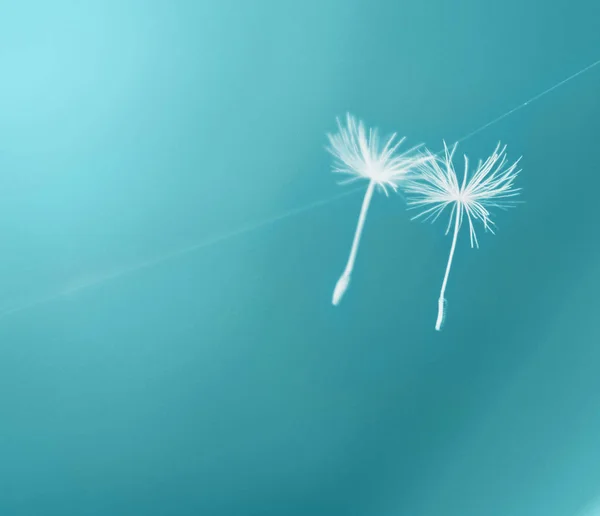 Two parachutes Dandelion seeds — Stock Photo, Image