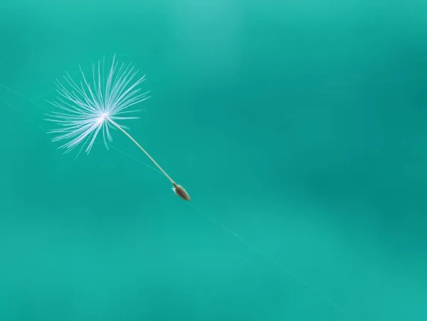 Semente de paraquedas de dente-de-leão Imagem De Stock
