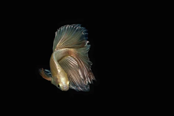 Combatientes de peces en el fondo negro en Tailandia . —  Fotos de Stock