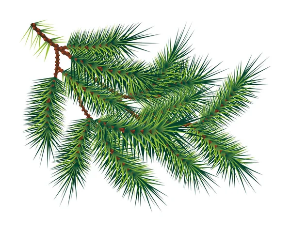 Rama de abeto de pino verde, aislada en blanco. Vector — Archivo Imágenes Vectoriales