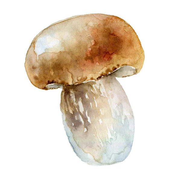 Mushroomon λευκό φόντο — Φωτογραφία Αρχείου