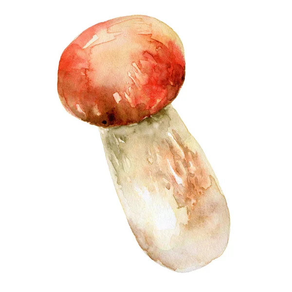 Mushroomon bílé pozadí — Stock fotografie