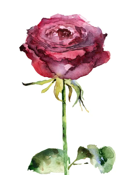 Watercolor rose on white background — Stock Photo, Image