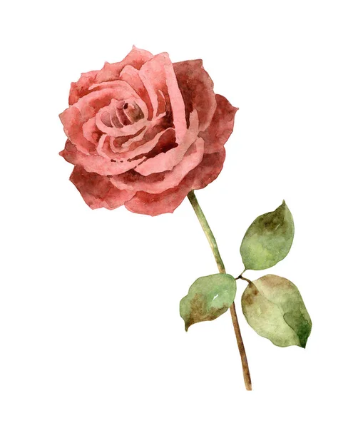 Rosa aquarela no fundo branco — Fotografia de Stock