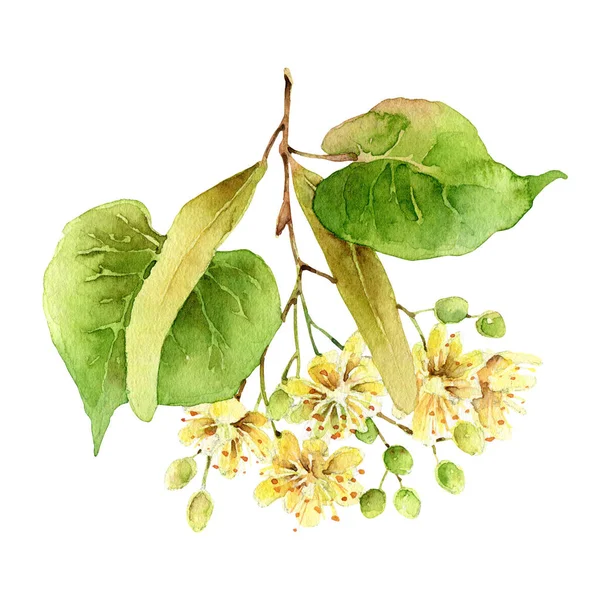 Watercolor linden flowers isolated on white background — Stok fotoğraf